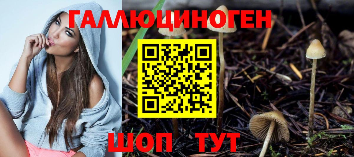 Галлюциногенные грибы Psilocybine cubensis Вязники